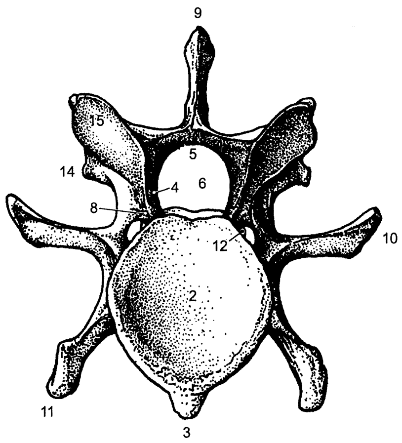 Krční obratle (vertebrae cervicales): 2: kaudální konec, jáma obratle (extremitas caudalis, fossa vertebrae) 3: ventrální hřeben, ventrální hrbol (crista ventralis) 4: patka oblouku obratle