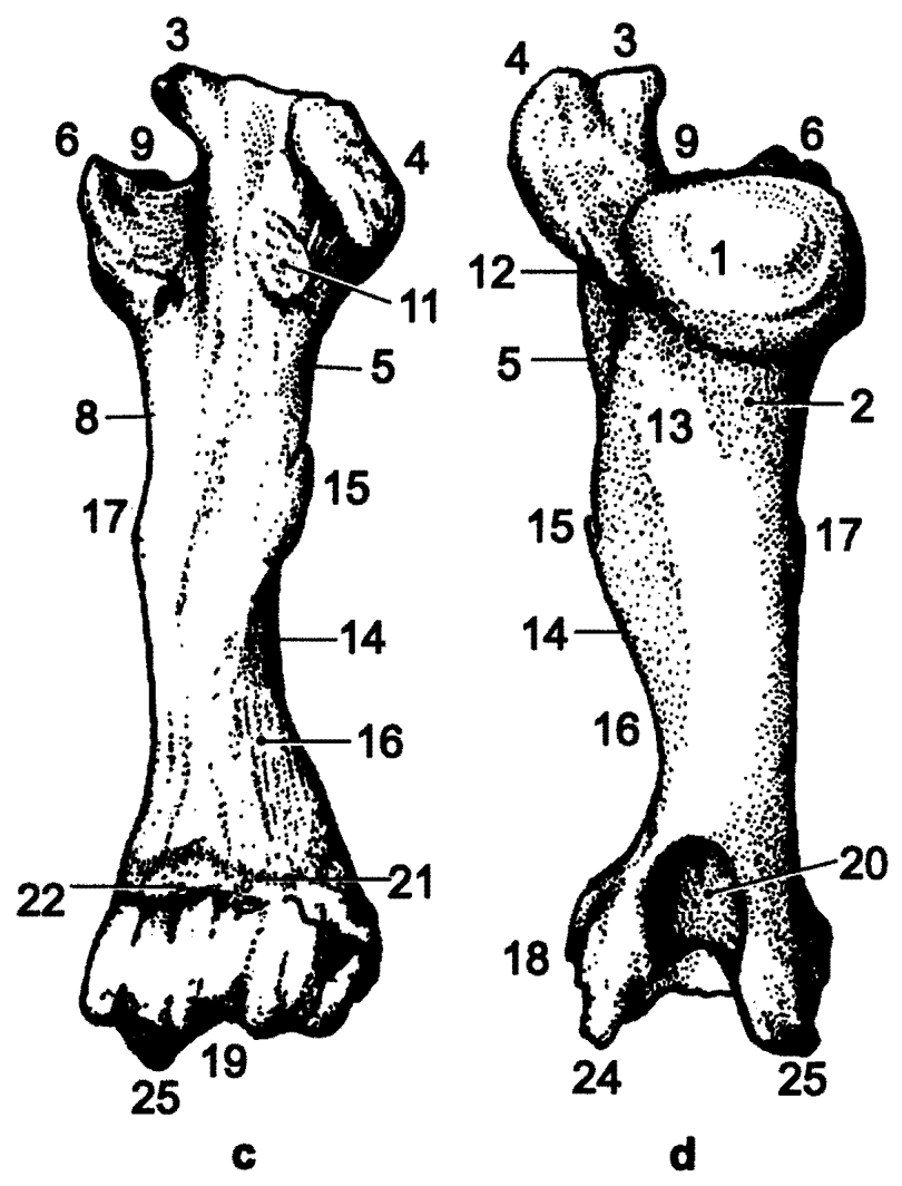 Kost paţní (humerus): 1: hlavice paţní kosti (caput humeri) 2: krček paţní kosti (collum humeri) 3: velký hrbol, kraniální část (tuberculum majus, pars cranialis) 4: velký hrbol, kaudální část