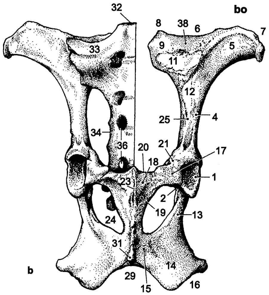 Pánev (pelvis): 1: kloubní jamka (acetabulum) 2: zářez acetabula (incisura acetabuli) 4: tělo kyčelní kosti (corpus ossis ilii) 5: křídlo kyčelní kosti (ala ossis ilii) 6: kyčelní hřeben (crista