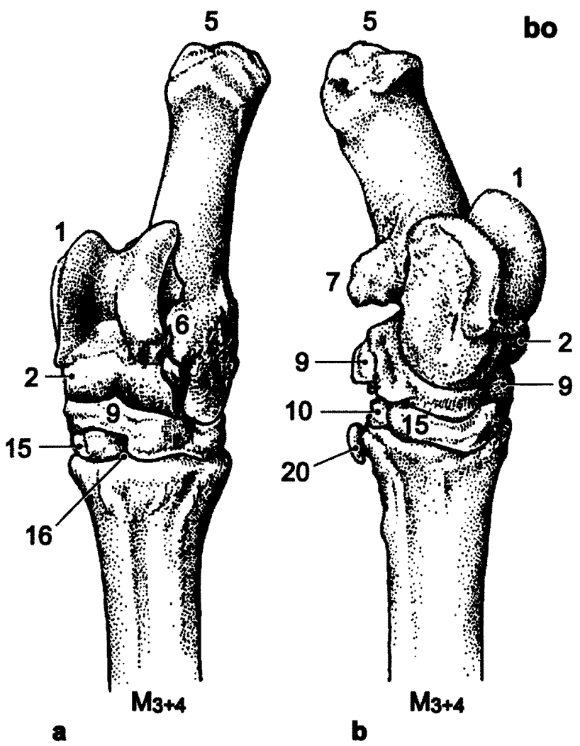 Nártní a zánártní kosti (ossa metatarsalia et tarsalia): 1: tělo hleznové kosti a proximální kladka hleznové kosti (corpus tali et trochlea tali proximalis) 2: hlavička a distální kladka hleznové