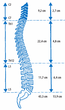 Obrázek č. 2: Columna vertebralis poměr výšky obratlových těl a meziobratlových destiček presakrálních oddílů páteře (ţena 15 let, výška 156 cm) Zdroj: [9,10] 2.1.2.1 Základní charakteristiky ploténky Základem meziobratlové destičky je ploténka vazivové chrupavky, která je dále obalena tuhým kolagenním vazivem.