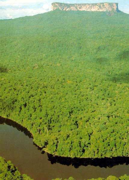 3.3.2.5 Tropický deštný les Jádro humiditního lesa s výměrou přes 90 000 km 2. I tento les má skupinovitě odlišný charakter, např. v bažinatých lokalitách nepřesahuje výšku 35 m, některá patra chybí.