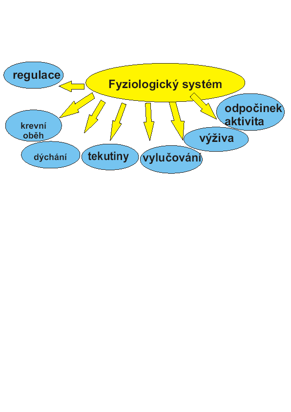 Celkovou regulaci ( tělesná teplota, smysly, fyziologické funkce, endokrinní a nervový systém ).