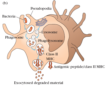 bakterie a obalení pseudopodii 1) Chemotaxe (dle gradientu látek tvořených poškozením tkáně,
