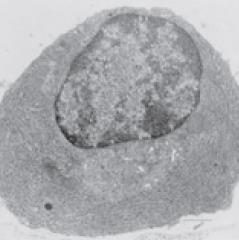 Lymfocyty II.
