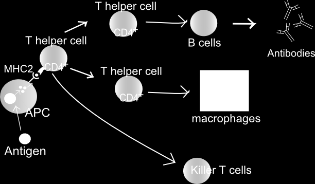 nerozpozná volný antigen (interakce s MHC II.třídy APC) - rozlišeny na základě: CD4 (pomocné, T H, vazba s MHC II.