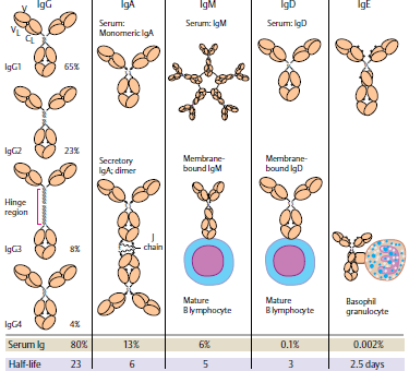 Protilátky - Glykoproteiny, produkty plasmatických buněk -dle těžkých řetězců 5 tříd