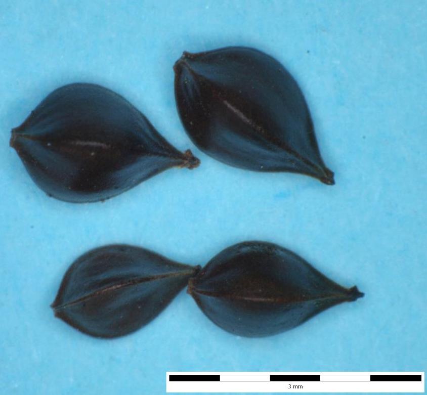 Šťovík kadeřavý a tupolistý Rumex crispus L., Rumex obtusifolius L. š.