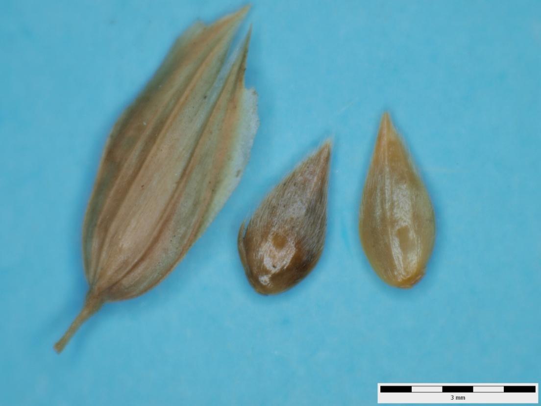 Rosička krvavá Digitaria sanguinalis (L.) Scop.