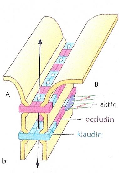 Laterální povrch= spojovací komplex, propojení buněk mezi sebou.