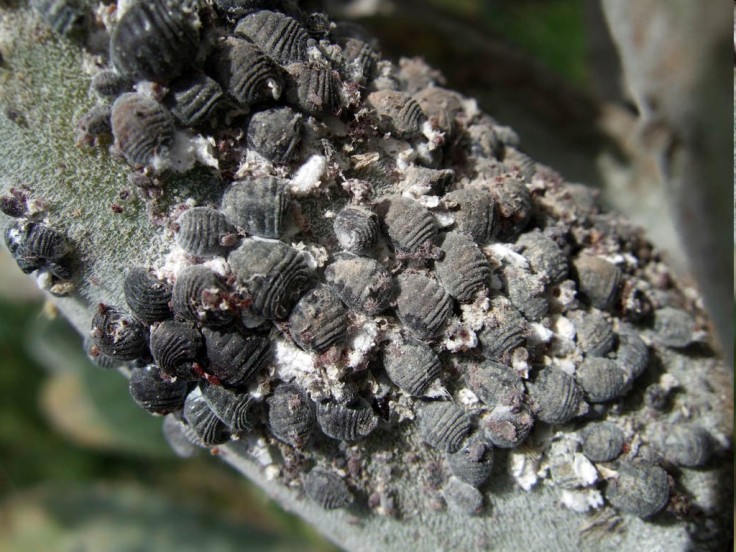 nopálový - Coccus cacti) - bazické barvivo, košenila