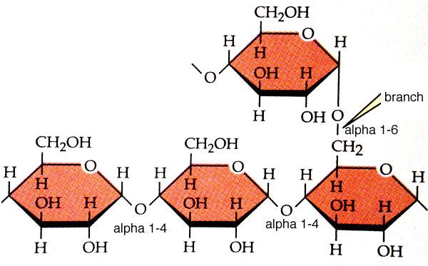 Alfa-amyláza (AMS) štěpí -1,4 glykozidické vazby Polysacharidy Oligosacharidy Maltóza AMS je sekreční enzym vytvářený pankreatem a slinnými