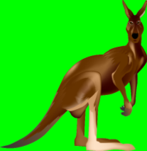 Kangaroo The kangaroo is the largest marsupial in the world. An animal carries babies in the pouch for 8 months. It can weigh 85 kilograms. Why a kangaroo?