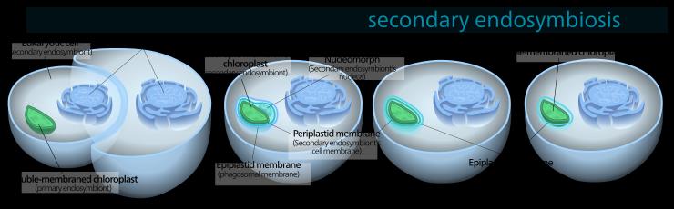 Sekundární endosymbióza