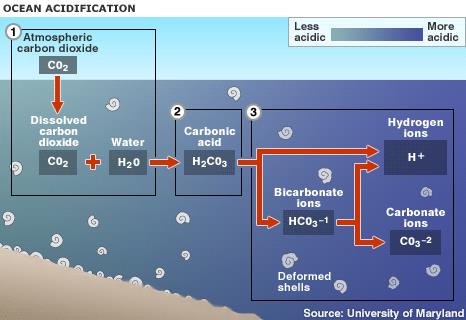 haptofyty (Haptophyta) globální klimatický význam = kalcifikace acidifikace moří: oxid uhličitý snižuje ph