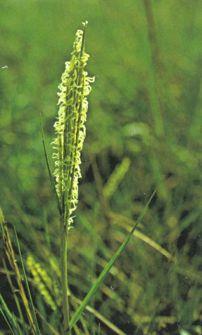 Producenti v estuárech estuáry mívají velmi vysokou primární produkci Spartina alterniflora - hlavní producent (event.