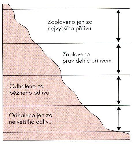 Vertikální zonace přílivové zóny MHWS (mean high water spring) MHWN (mean high water neap)