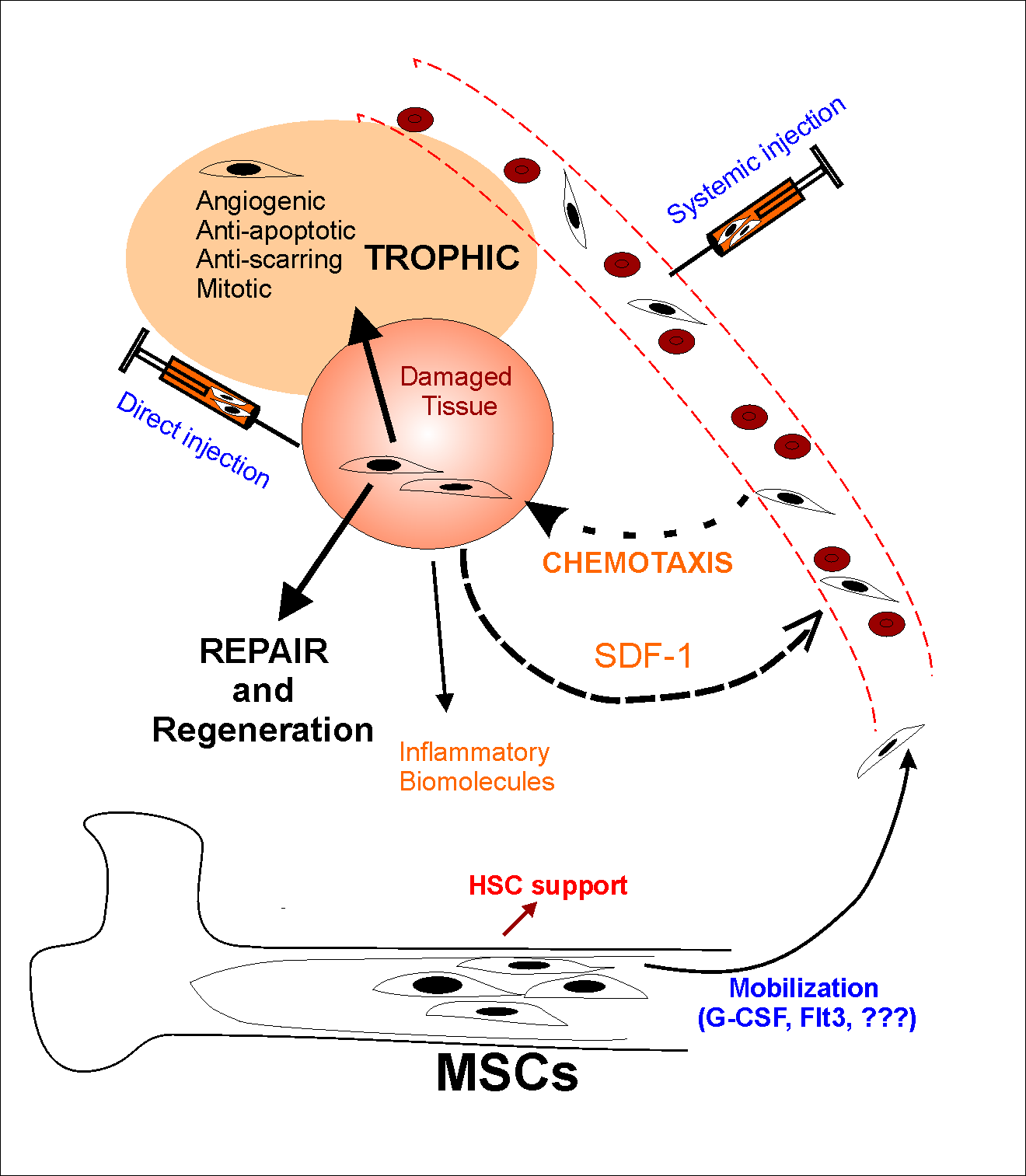 BMSCs a jejich (rescue) efekt v