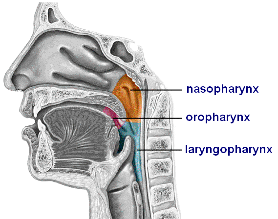 PHARYNX - hltan Je to svalová trubice, která