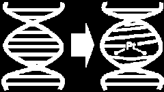 Cisplatina (CDDP) konvenčně používané cytostatikum kovalentně se váže na DNA