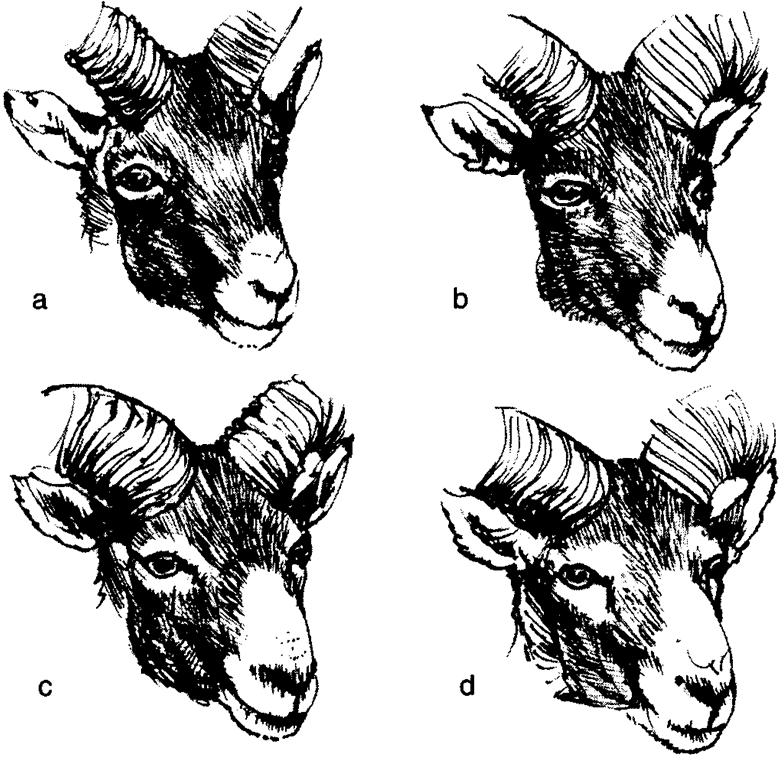 Zbarvení hlavy muflona: a - roční, b