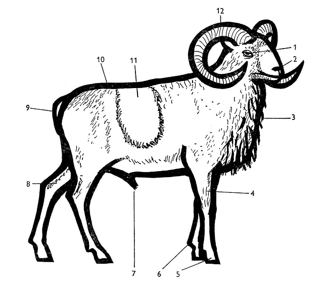 Muflon 1 - světla, 2 - větrník, 3 - rouno, 4 - přední běh, 5 - spárky, 6 -