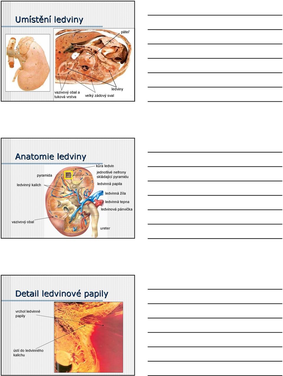 pyramidu ledvinná papila ledvinná žíla ledvinná tepna ledvinová pánvička vazivový