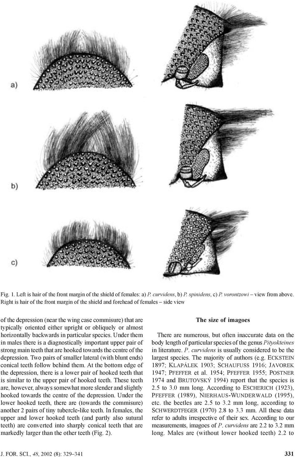 horizontally backwards in particular species. Under them in males there is a diagnostically important upper pair of strong main teeth that are hooked towards the centre of the depression.