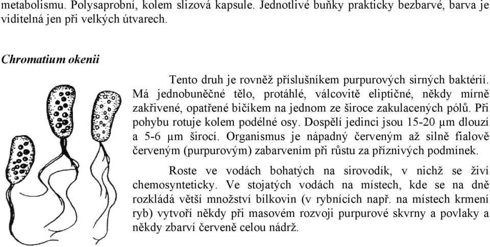 Má jednobuněčné tělo, protáhlé, válcovitě eliptičné, někdy mírně zakřivené, opatřené bičíkem na jednom ze široce zakulacených pólů. Při pohybu rotuje kolem podélné osy.