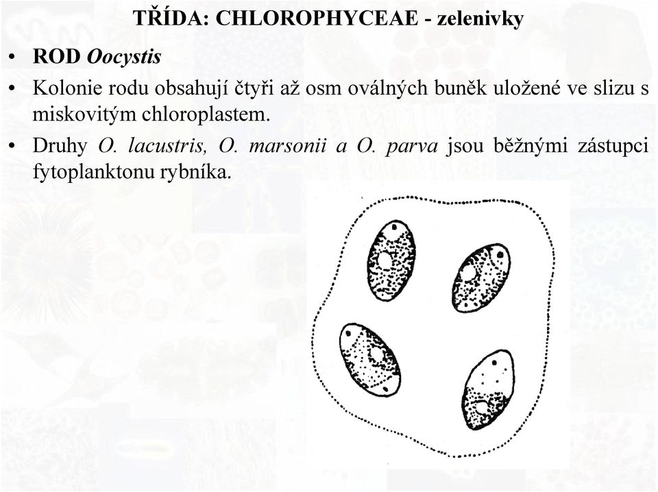 slizu s miskovitým chloroplastem. Druhy O. lacustris, O.