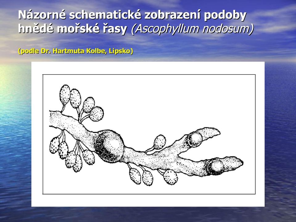 mořské řasy (Ascophyllum