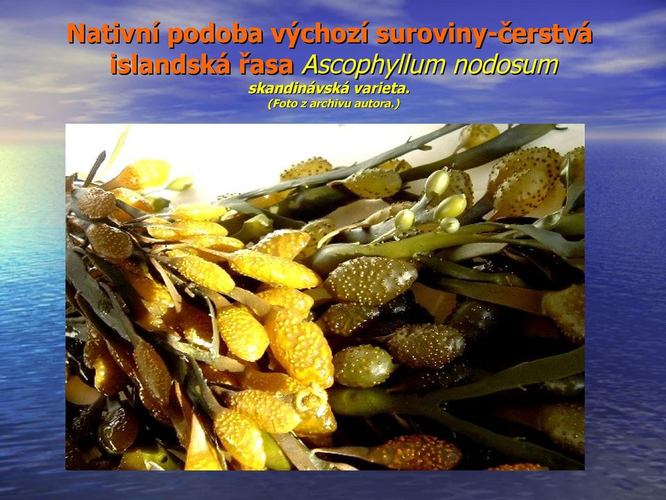 řasa Ascophyllum nodosum