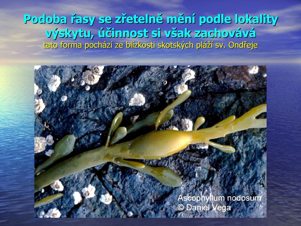 zachovává tato forma pochází ze