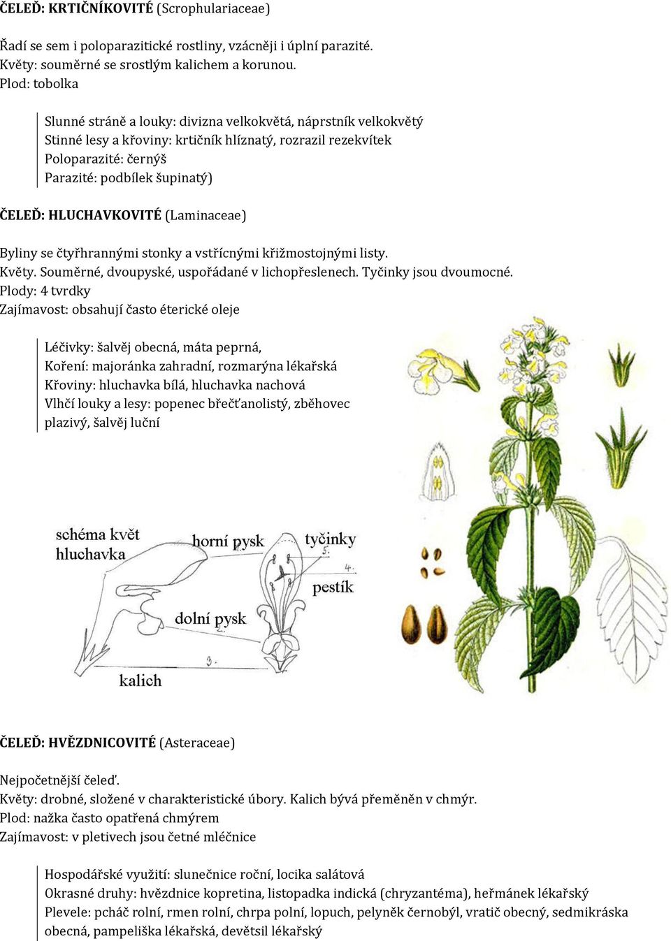 HLUCHAVKOVITÉ (Laminaceae) Byliny se čtyřhrannými stonky a vstřícnými křižmostojnými listy. Květy. Souměrné, dvoupyské, uspořádané v lichopřeslenech. Tyčinky jsou dvoumocné.