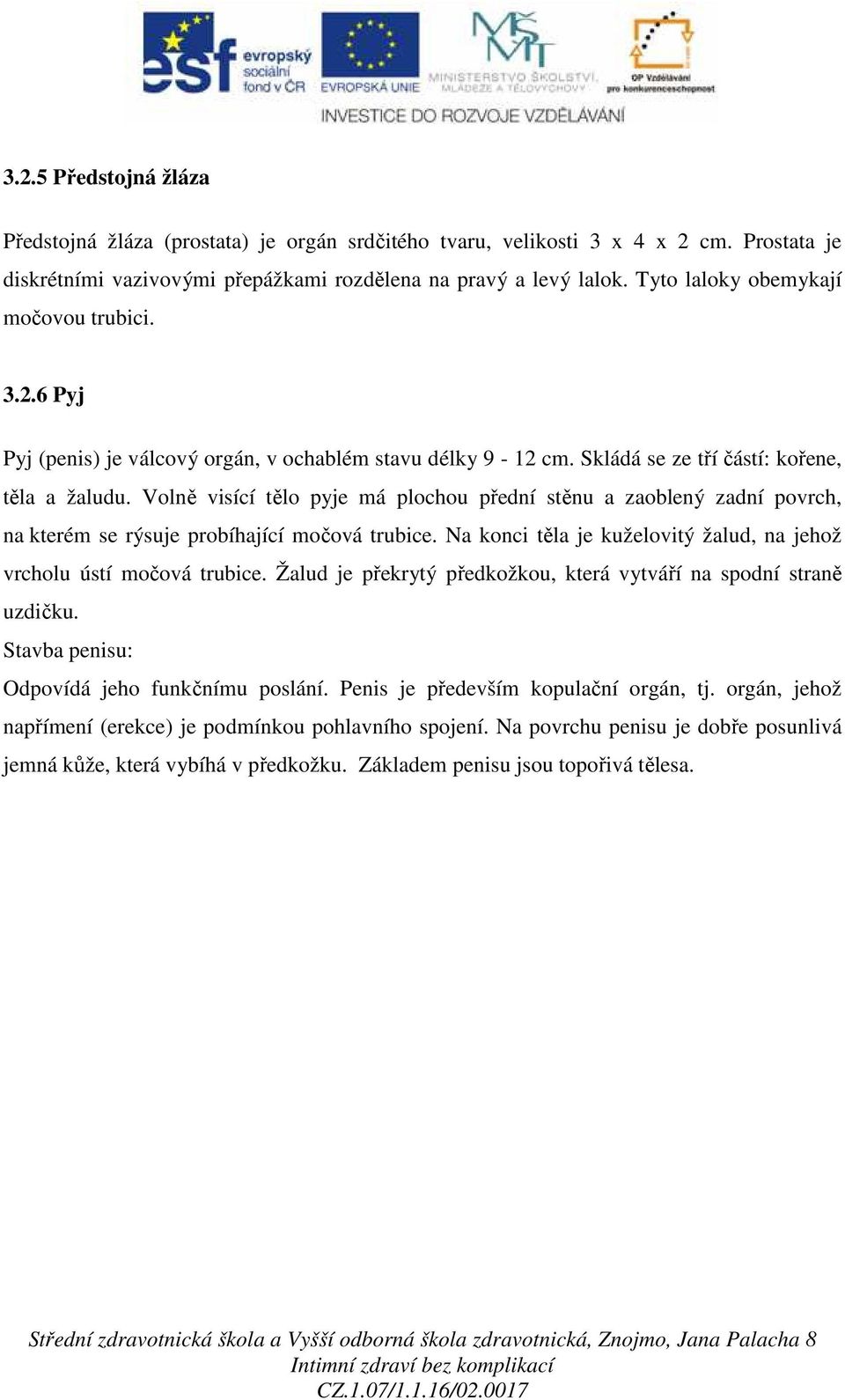 Volně visící tělo pyje má plochou přední stěnu a zaoblený zadní povrch, na kterém se rýsuje probíhající močová trubice. Na konci těla je kuželovitý žalud, na jehož vrcholu ústí močová trubice.