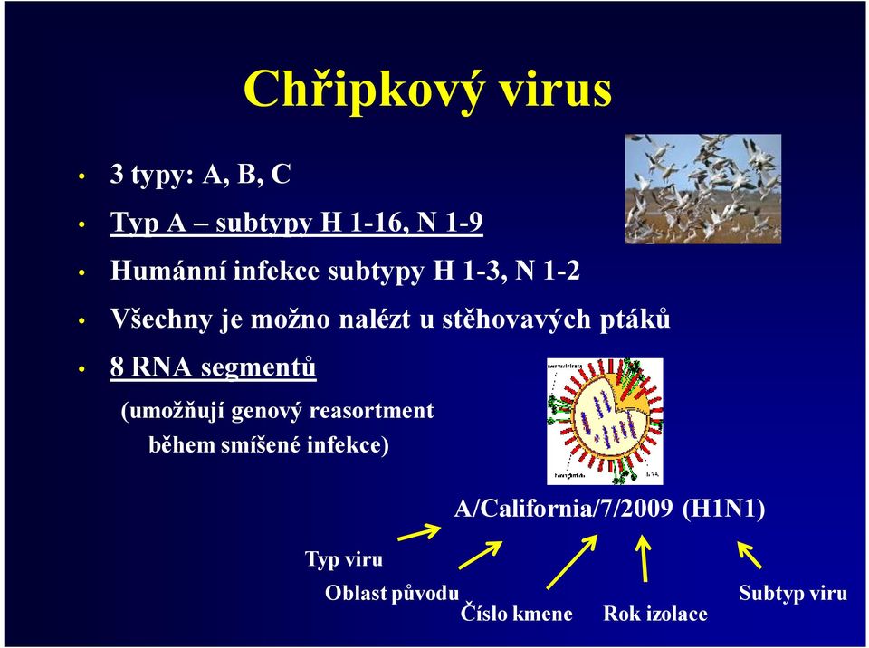 8 RNA segmentů (umožňují genový reasortment během smíšené infekce) Typ