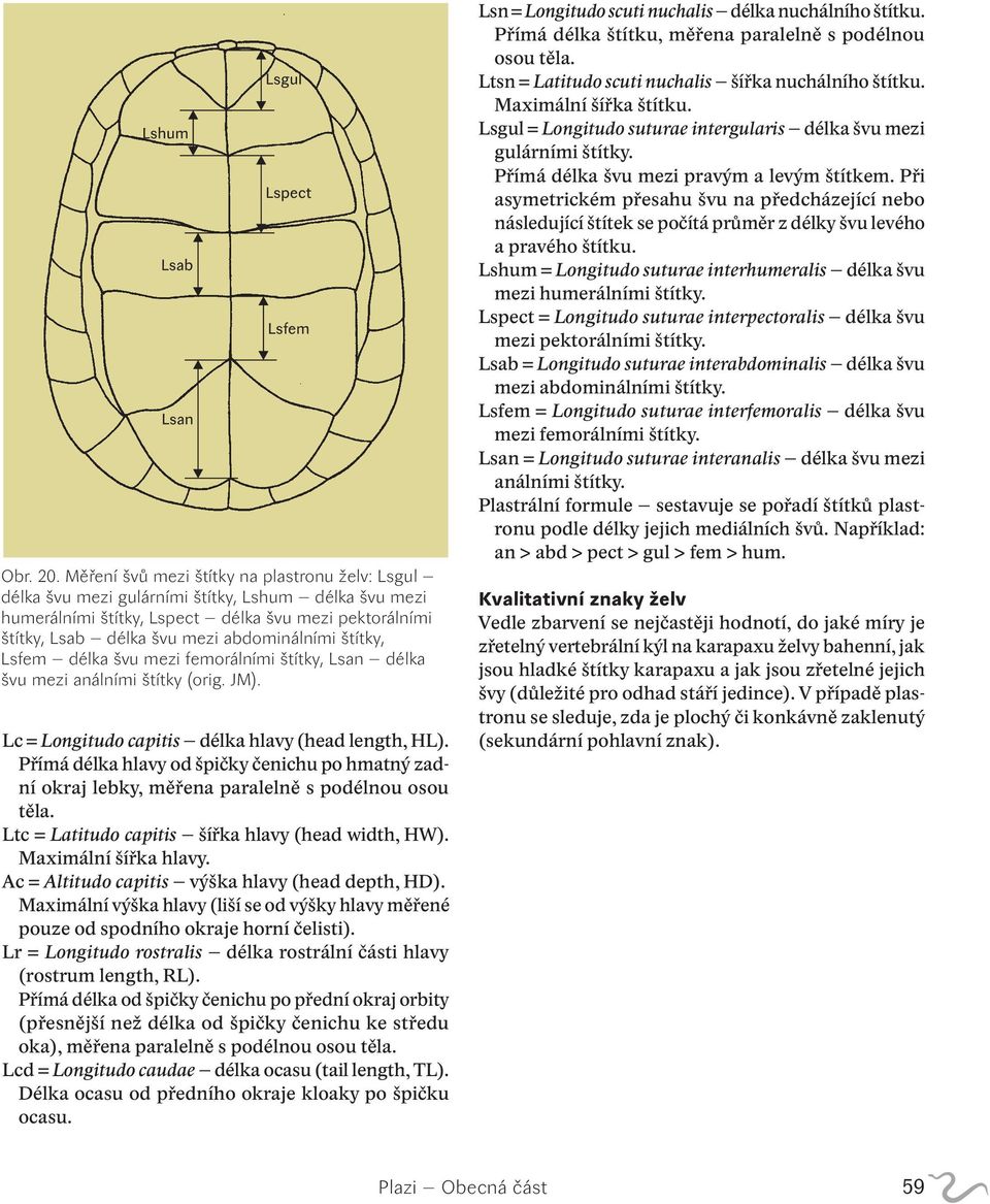 štítky, Lsfem délka švu mezi femorálními štítky, Lsan délka švu mezi análními štítky (orig. JM). Lc = Longitudo capitis délka hlavy (head length, HL).