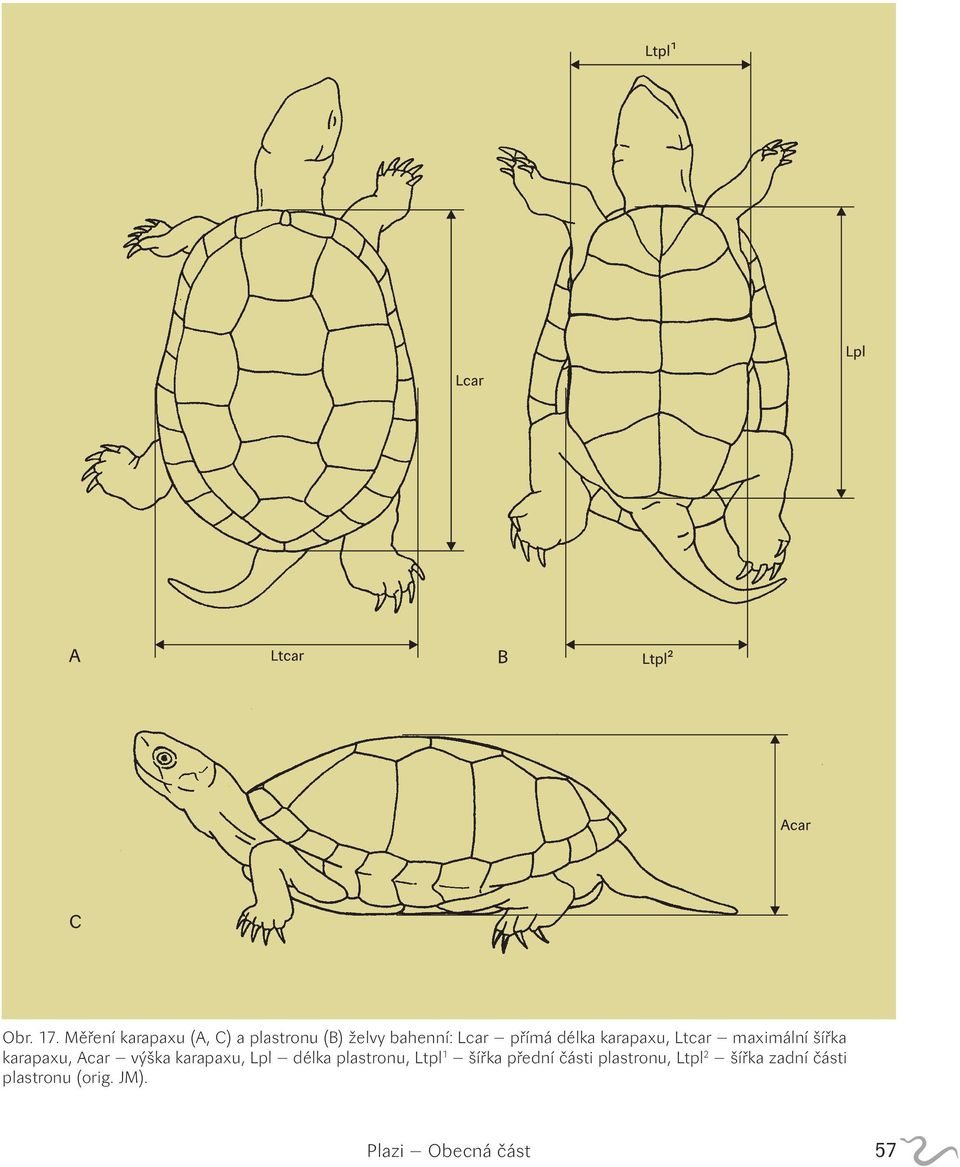 délka karapaxu, Ltcar maximální šířka karapaxu, Acar výška