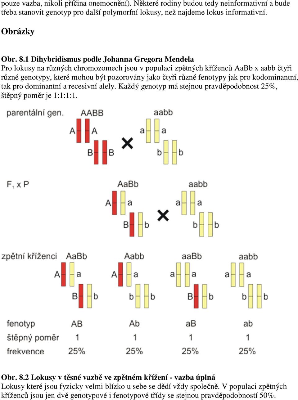 různé fenotypy jak pro kodominantní, tak pro dominantní a recesivní alely. Každý genotyp má stejnou pravděpodobnost 25%, štěpný poměr je 1:1:1:1. Obr. 8.