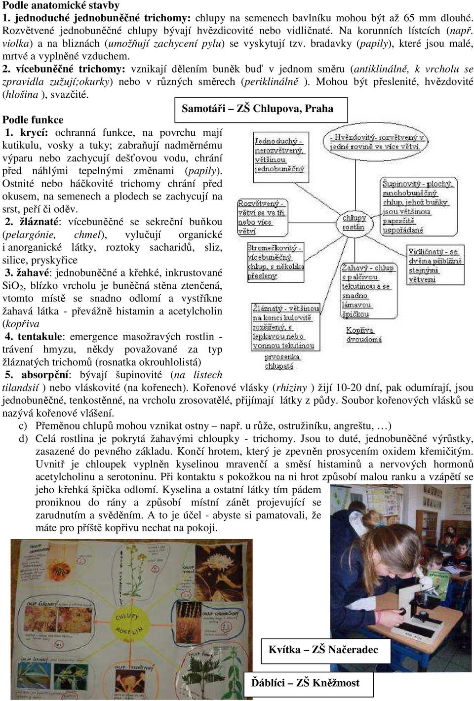 vícebuněčné trichomy: vznikají dělením buněk buď v jednom směru (antiklinálně, k vrcholu se zpravidla zužují;okurky) nebo v různých směrech (periklinálně ).