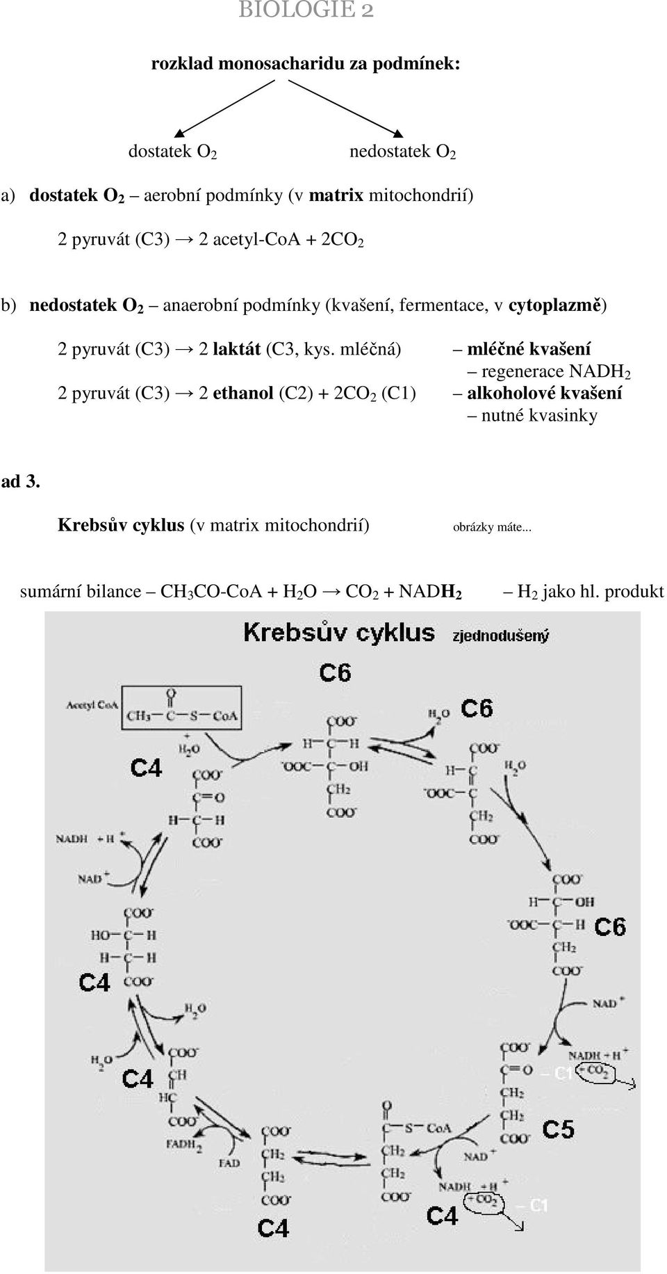 mléčná) mléčné kvašení regenerace NADH 2 2 pyruvát (C3) 2 ethanol (C2) + 2CO 2 (C1) alkoholové kvašení nutné kvasinky ad 3.