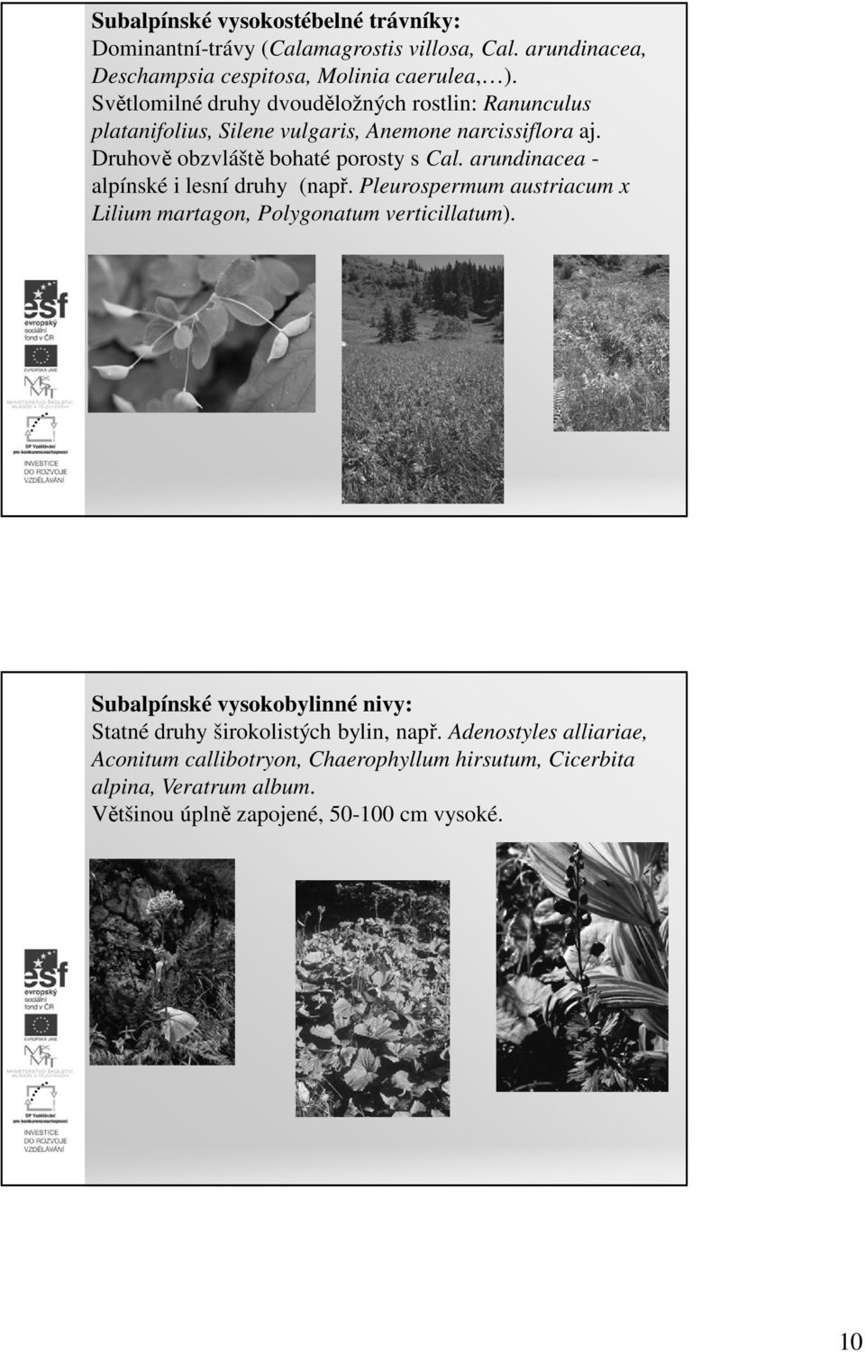 arundinacea - alpínské i lesní druhy (např. Pleurospermum austriacum x Lilium martagon, Polygonatum verticillatum).