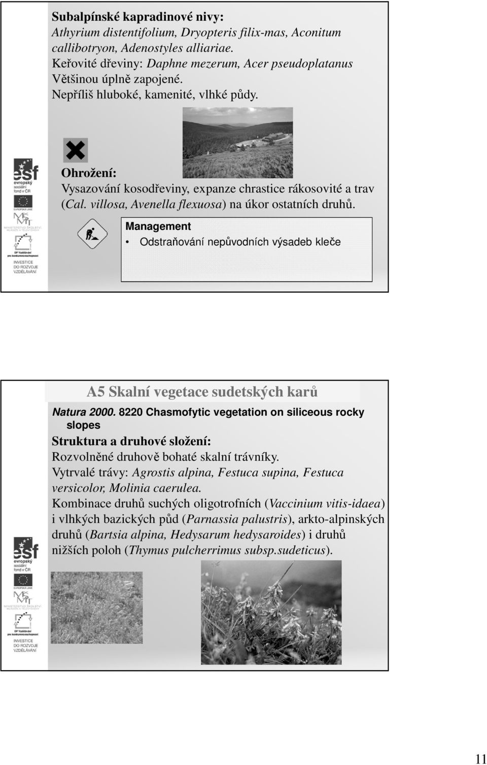 villosa, Avenella flexuosa) na úkor ostatních druhů. Management Odstraňování nepůvodních výsadeb kleče A5 Skalní vegetace sudetských karů Natura 2000.
