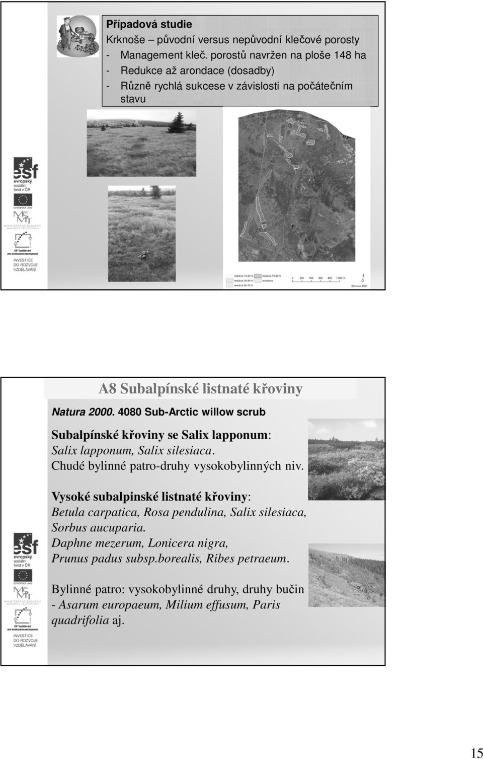 4080 Sub-Arctic willow scrub Subalpínské křoviny se Salix lapponum: Salix lapponum, Salix silesiaca. Chudé bylinné patro-druhy vysokobylinných niv.