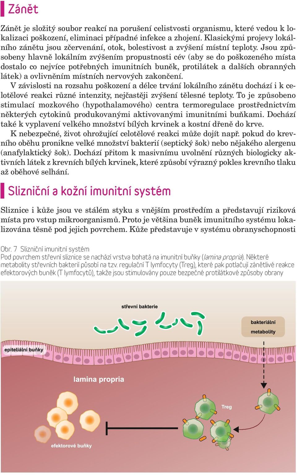 Jsou způsobeny hlavně lokálním zvýšením propustnosti cév (aby se do poškozeného místa dostalo co nejvíce potřebných imunitních buněk, protilátek a dalších obranných látek) a ovlivněním místních
