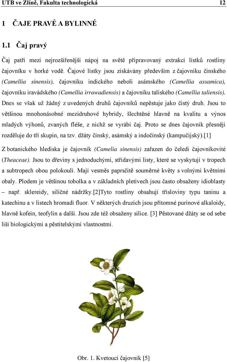 taliského (Camellia taliensis). Dnes se však už žádný z uvedených druhů čajovníků nepěstuje jako čistý druh.
