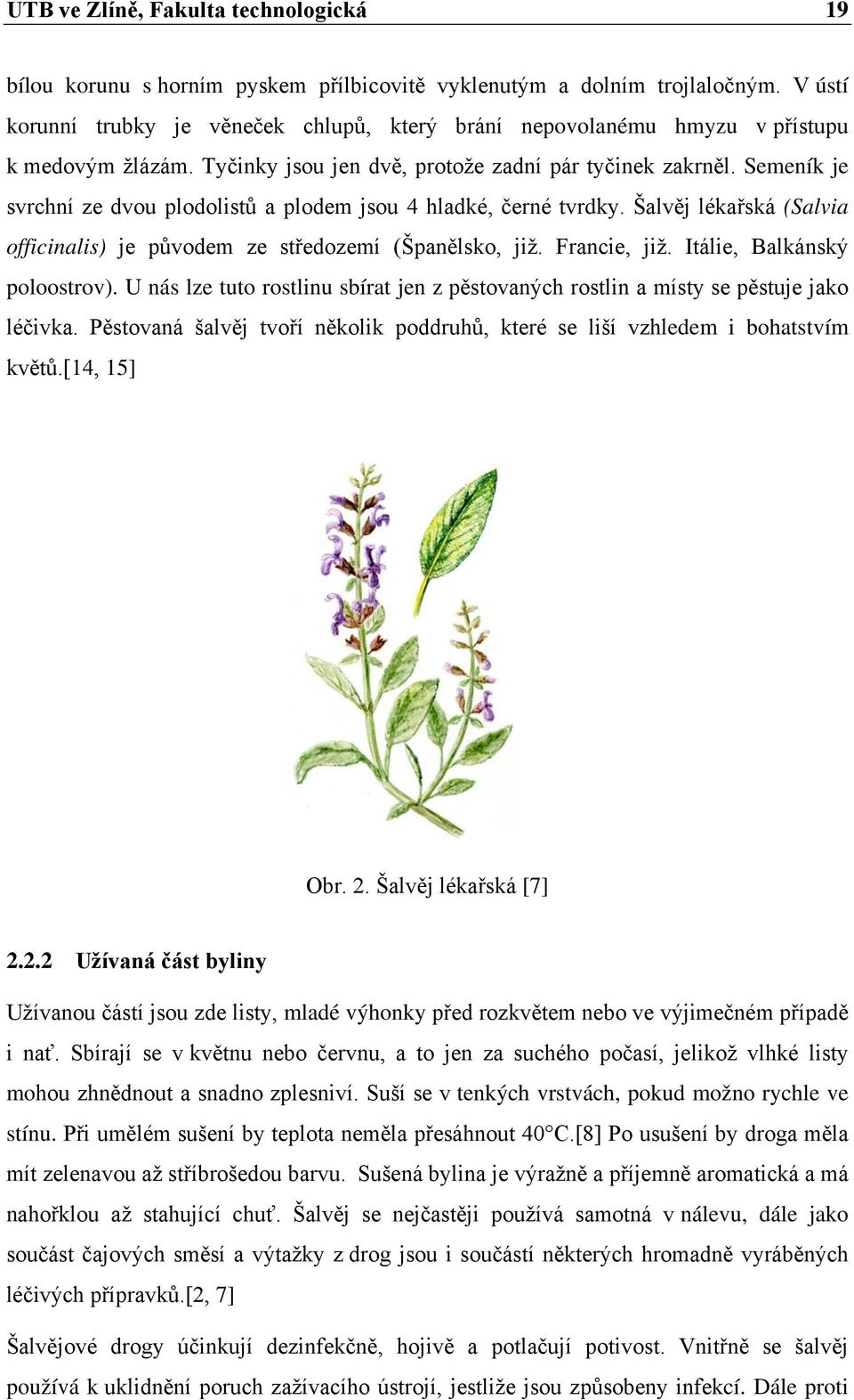 Semeník je svrchní ze dvou plodolistů a plodem jsou 4 hladké, černé tvrdky. Šalvěj lékařská (Salvia officinalis) je původem ze středozemí (Španělsko, již. Francie, již. Itálie, Balkánský poloostrov).