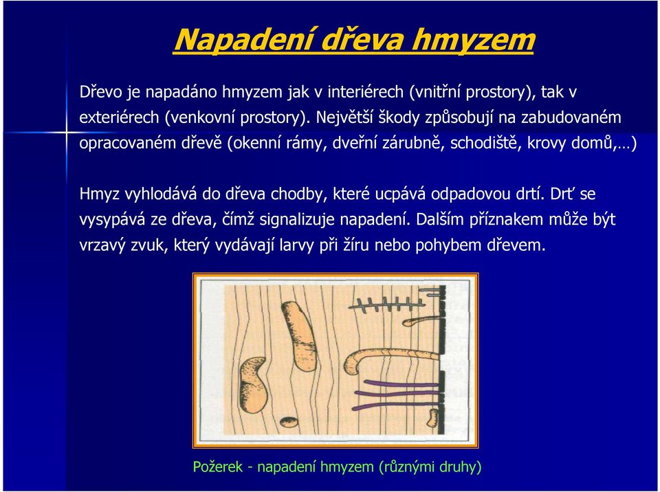 Největší škody způsobují na zabudovaném opracovaném dřevě (okenní rámy, dveřní zárubně, schodiště, krovy domů, ) Hmyz