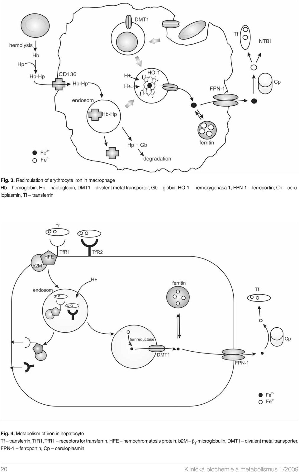 globin, HO-1 hemoxygenasa 1, FPN-1 ferroportin, Cp ceruloplasmin, Tf transferrin Fig. 4.