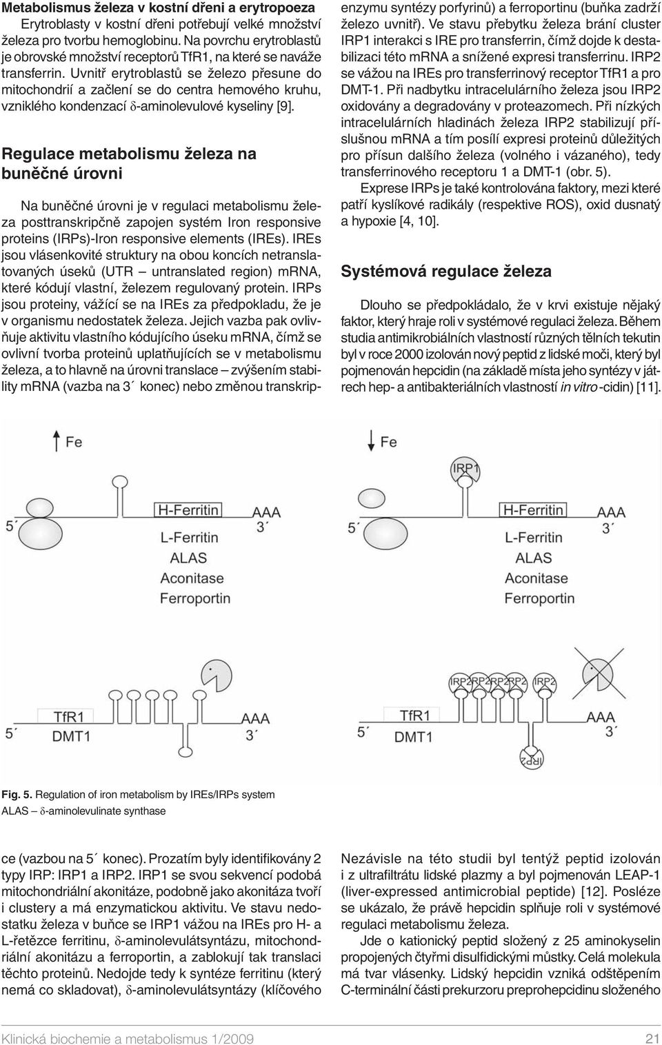 Uvnitř erytroblastů se železo přesune do mitochondrií a začlení se do centra hemového kruhu, vzniklého kondenzací δ-aminolevulové kyseliny [9].